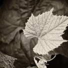 Leaf